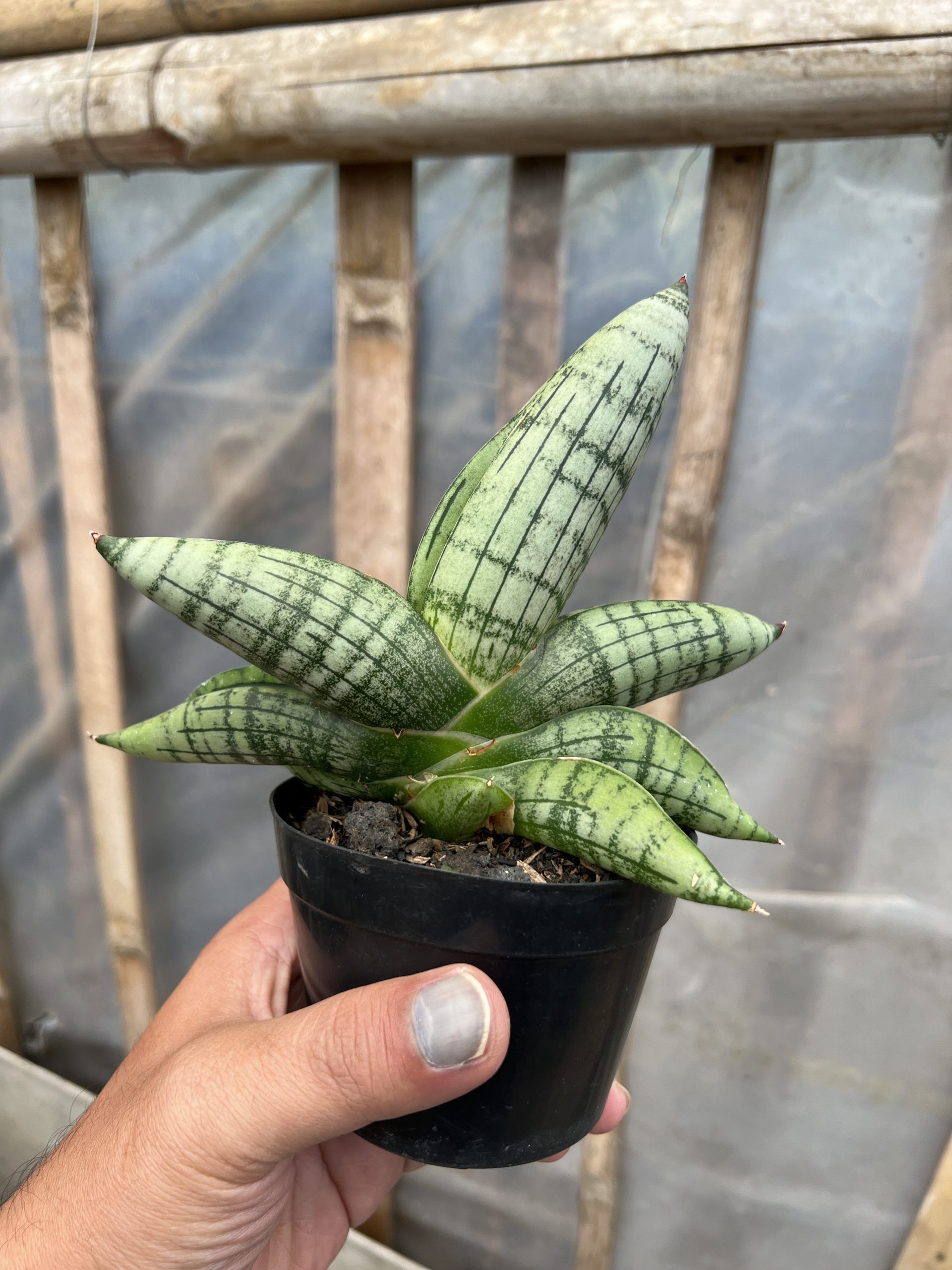 1575. Sansevieria Gagah - Image 4