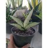 1913. Sansevieria Gagah Size 12 Cm