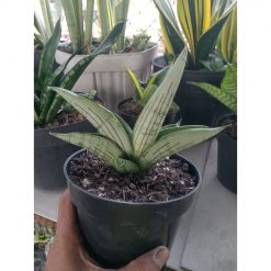 1913. Sansevieria Gagah Size 12 Cm