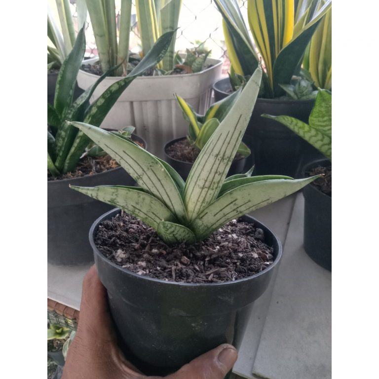 1913. Sansevieria Gagah Size 12 Cm