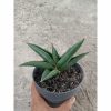 1957. Sansevieria Gamora