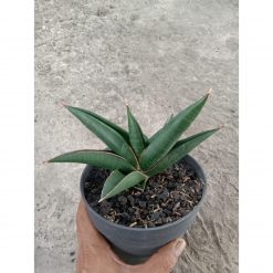 1957. Sansevieria Gamora