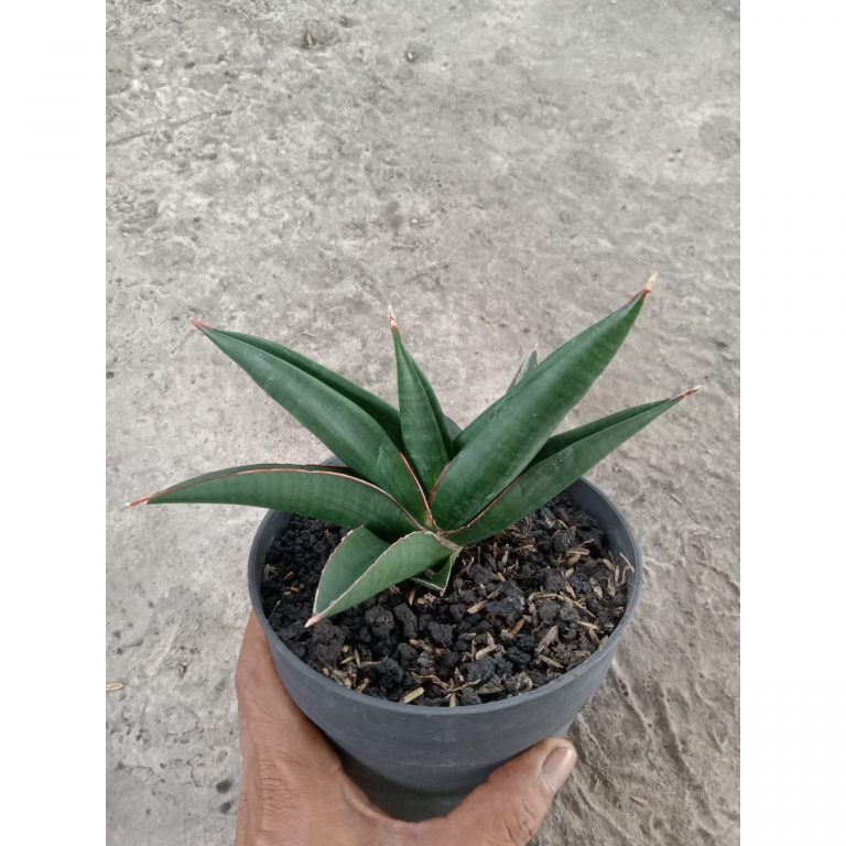1957. Sansevieria Gamora