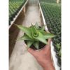 1438. Sansevieria Garuda