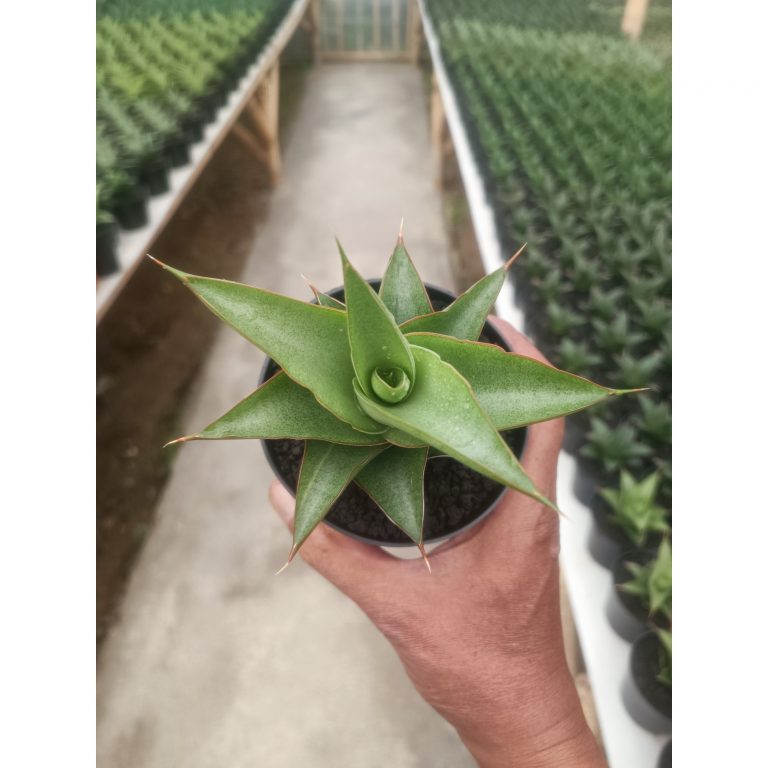 1438. Sansevieria Garuda