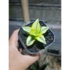 1780. Sansevieria Ghea Aurea Variegated