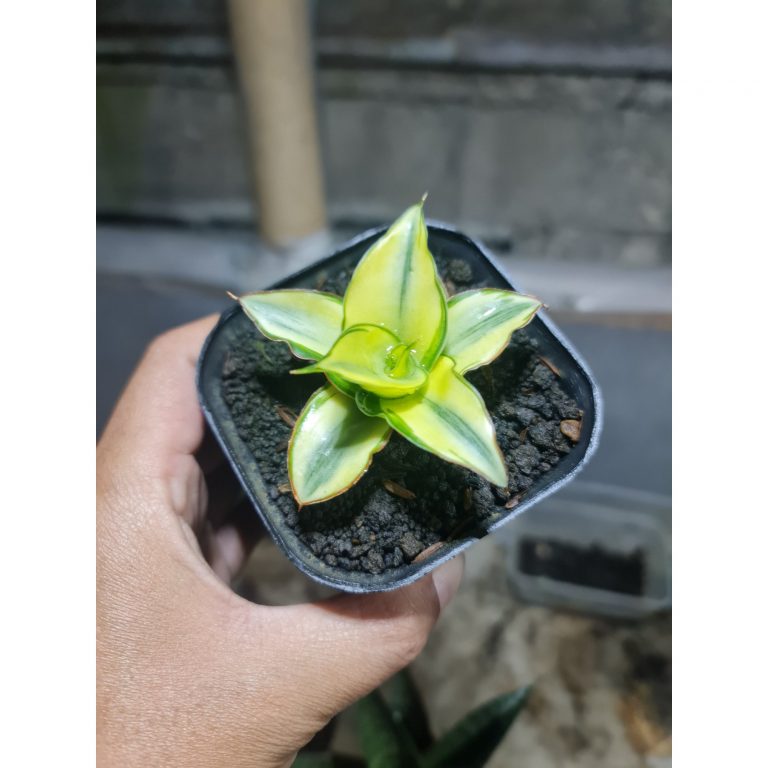 1780. Sansevieria Ghea Aurea Variegated