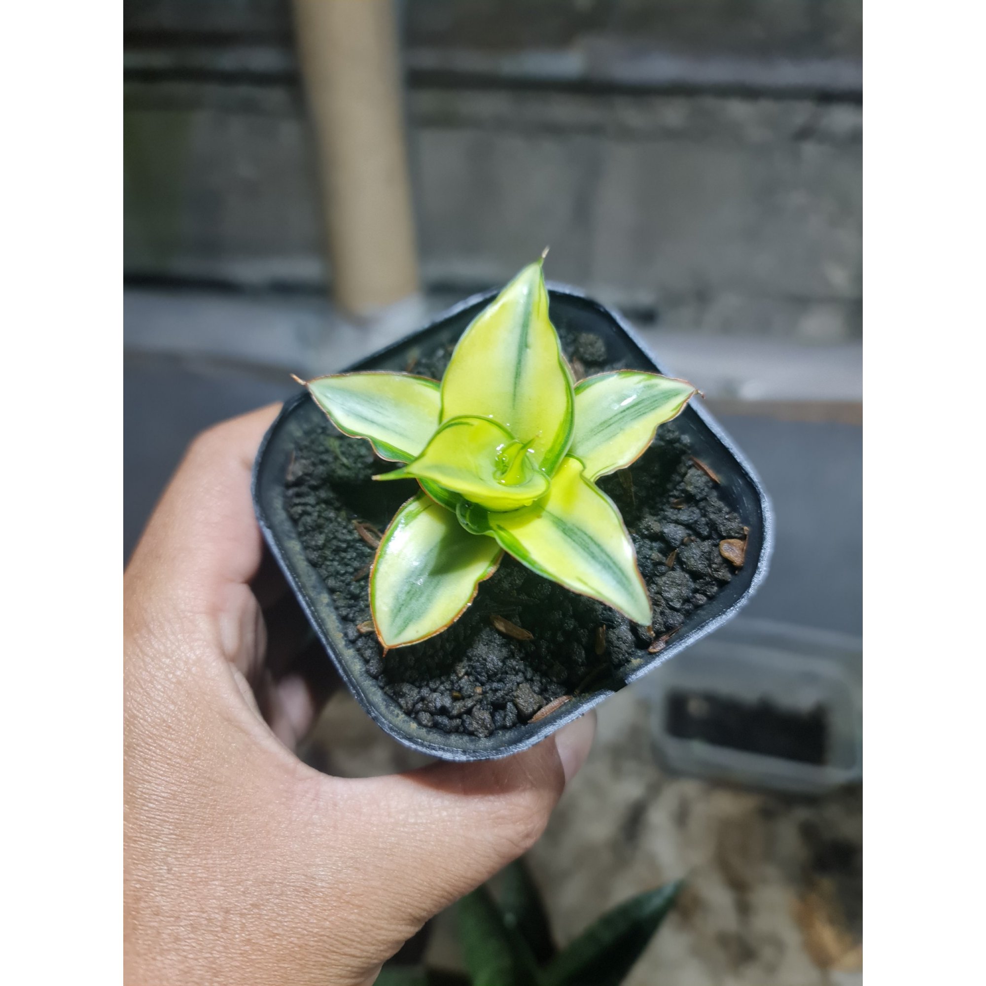 1780. Sansevieria Ghea Aurea Variegated