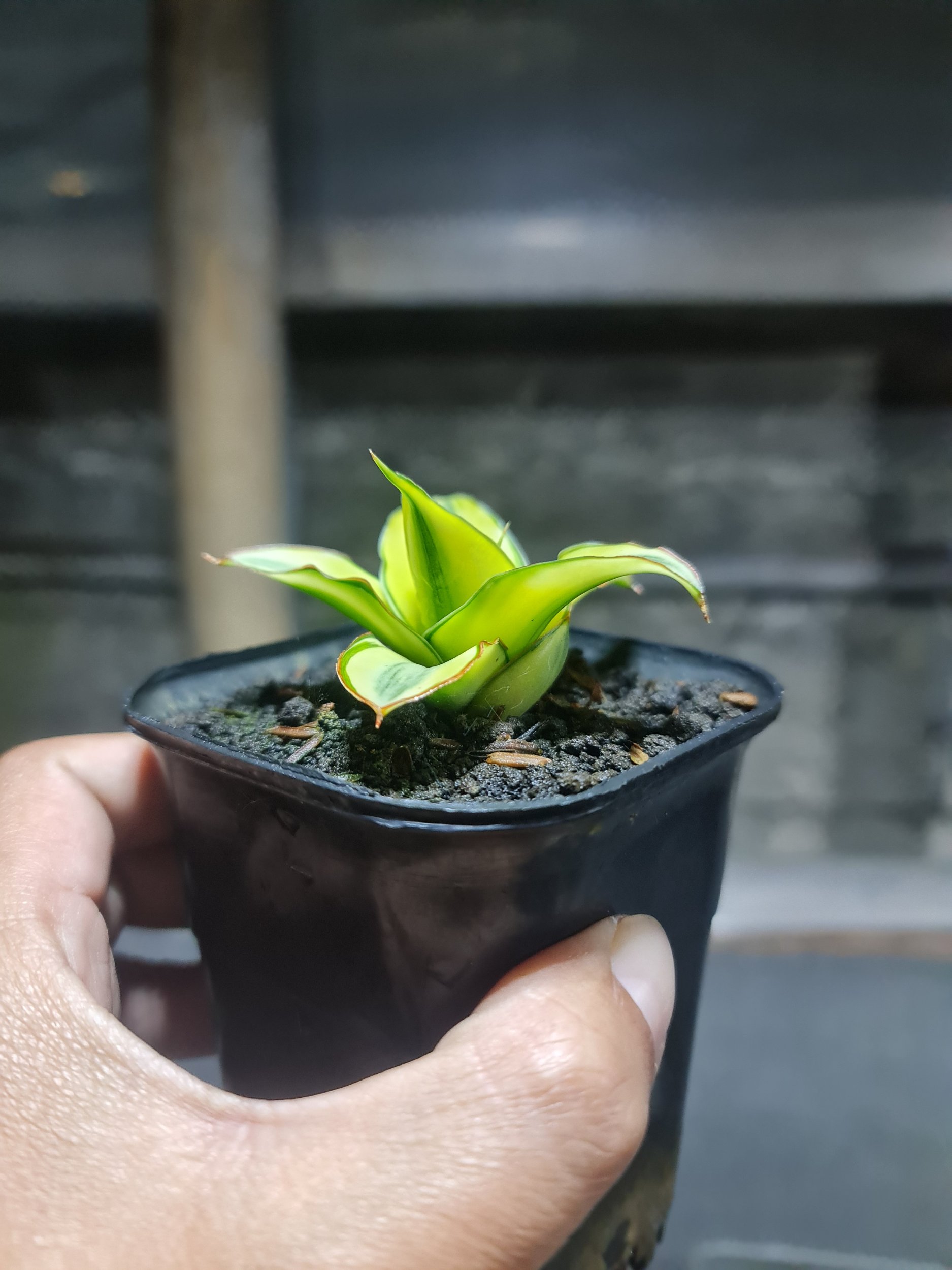 1780. Sansevieria Ghea Aurea Variegated - Image 2
