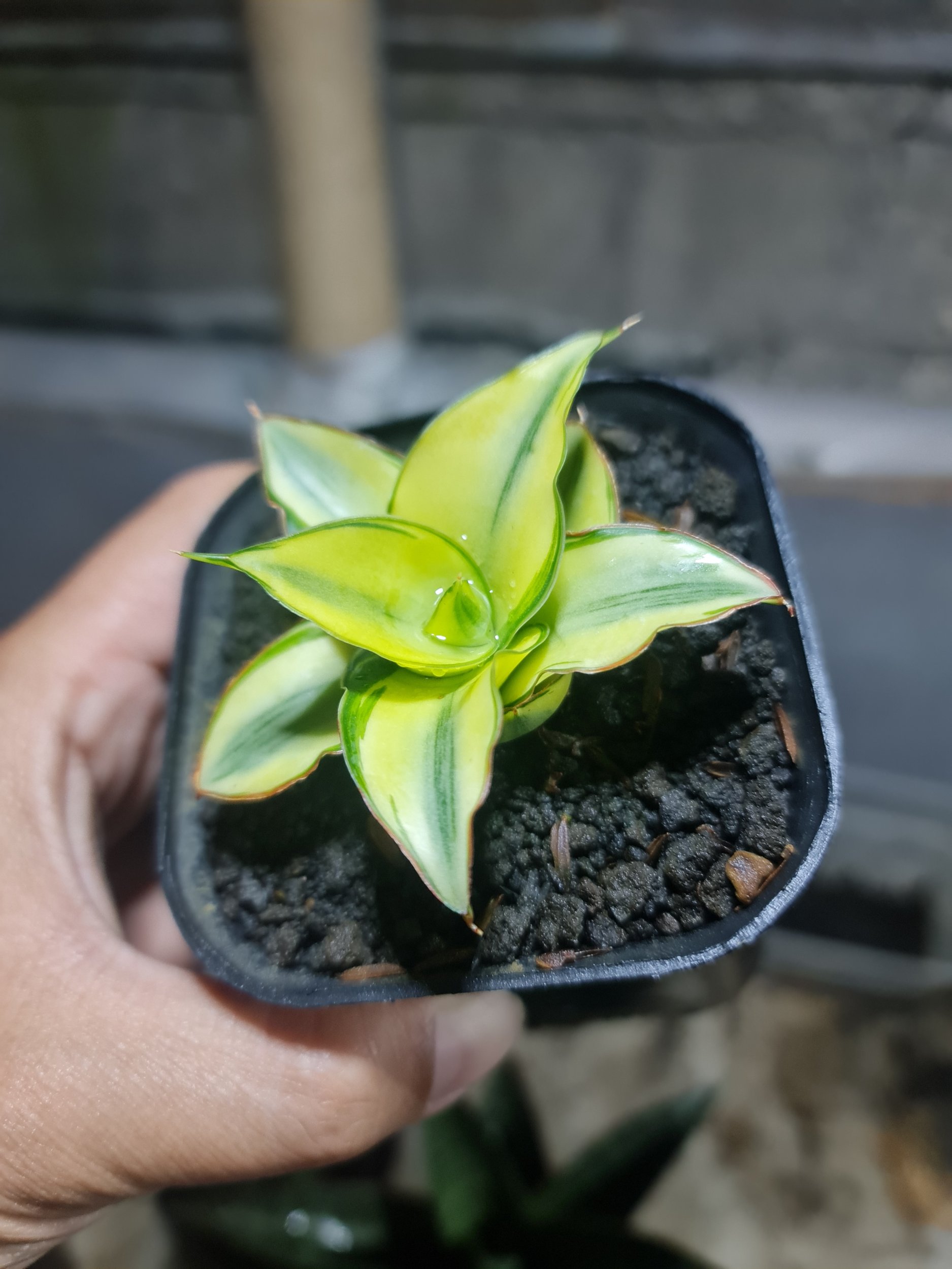 1780. Sansevieria Ghea Aurea Variegated - Image 3