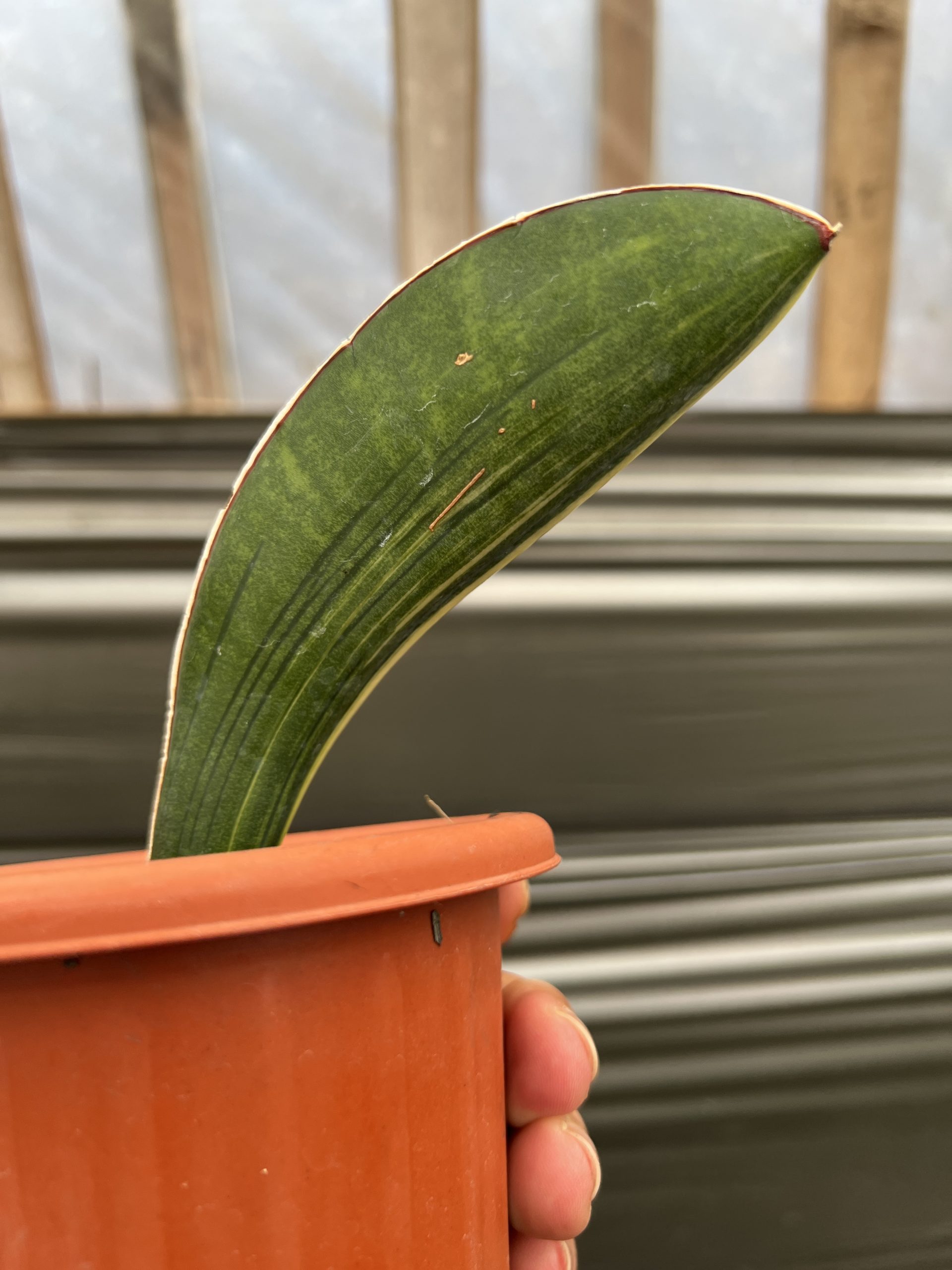 1219. Sansevieria Giant Bat Variegated - Image 6