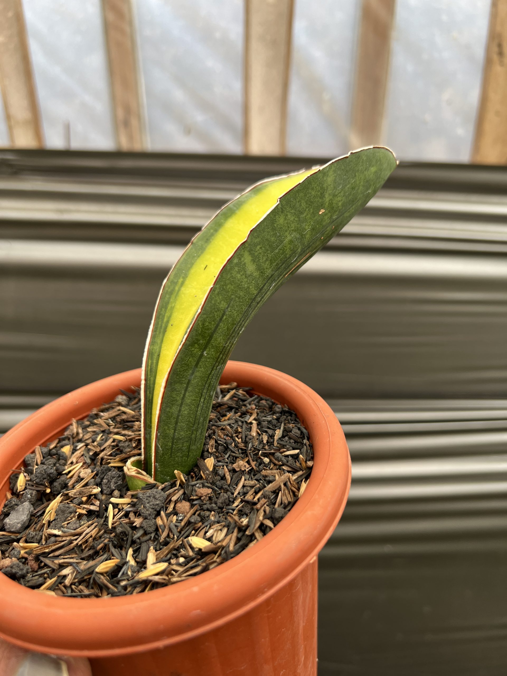 1219. Sansevieria Giant Bat Variegated - Image 4