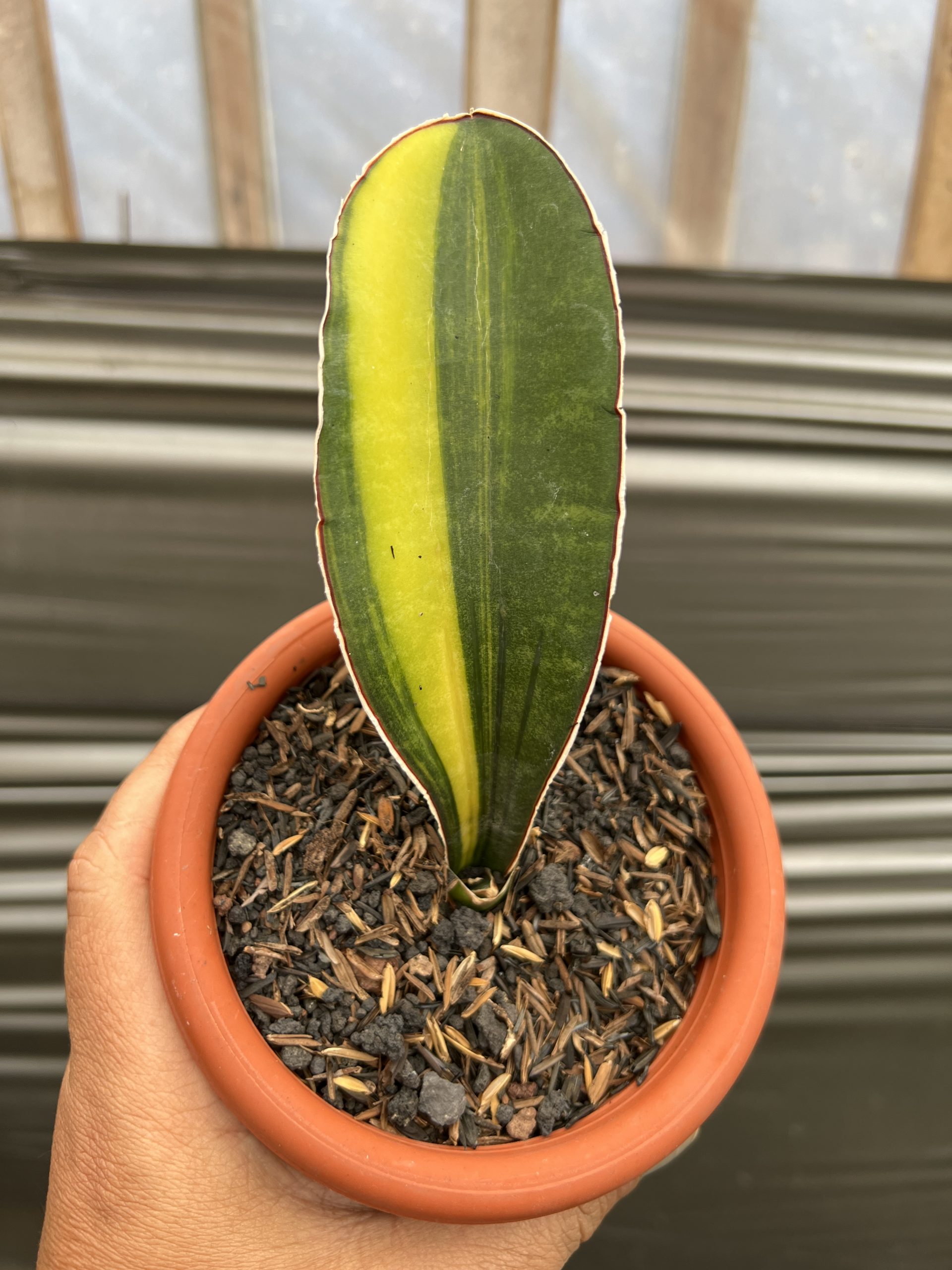 1219. Sansevieria Giant Bat Variegated - Image 7