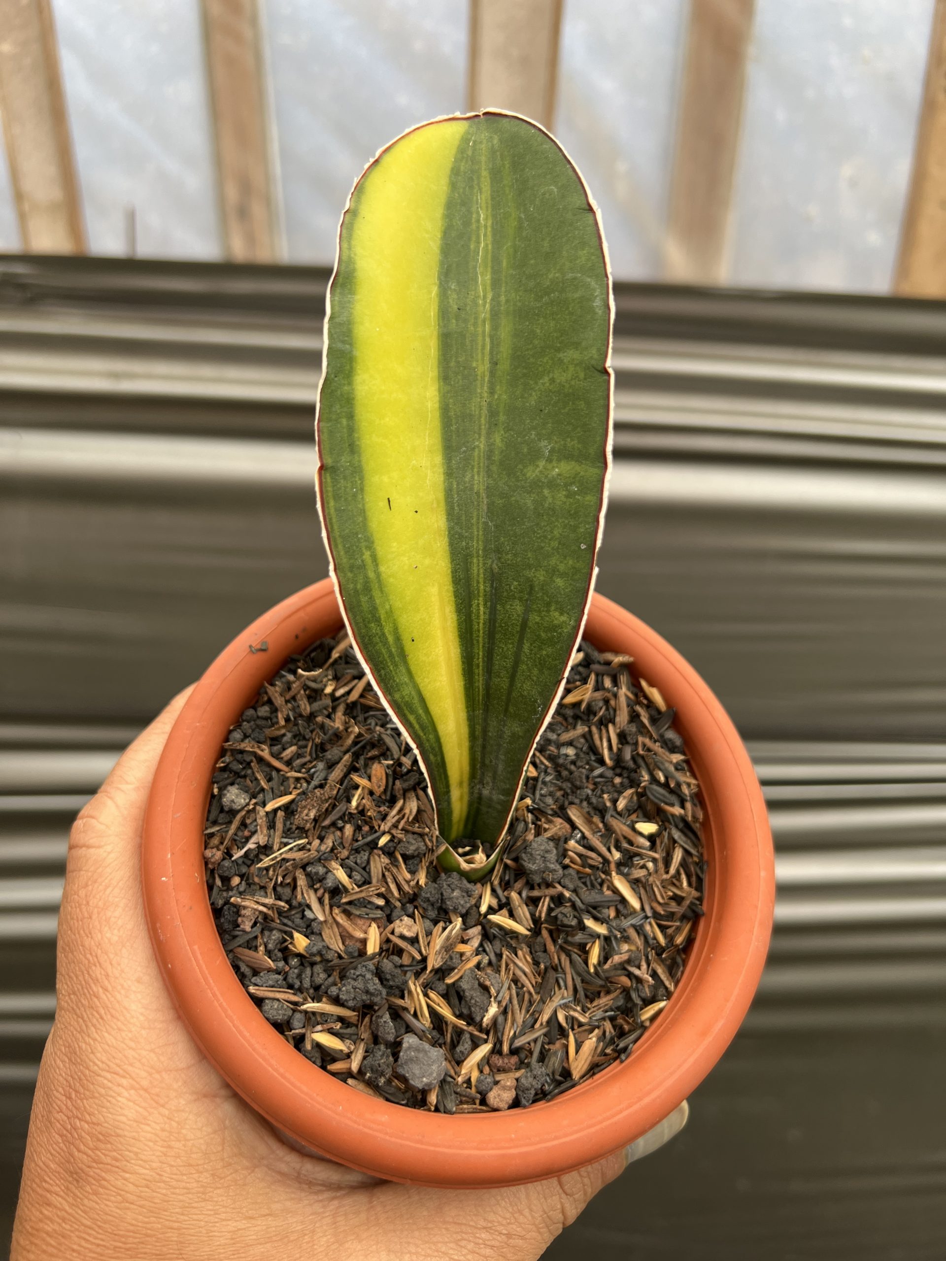 1219. Sansevieria Giant Bat Variegated - Image 8