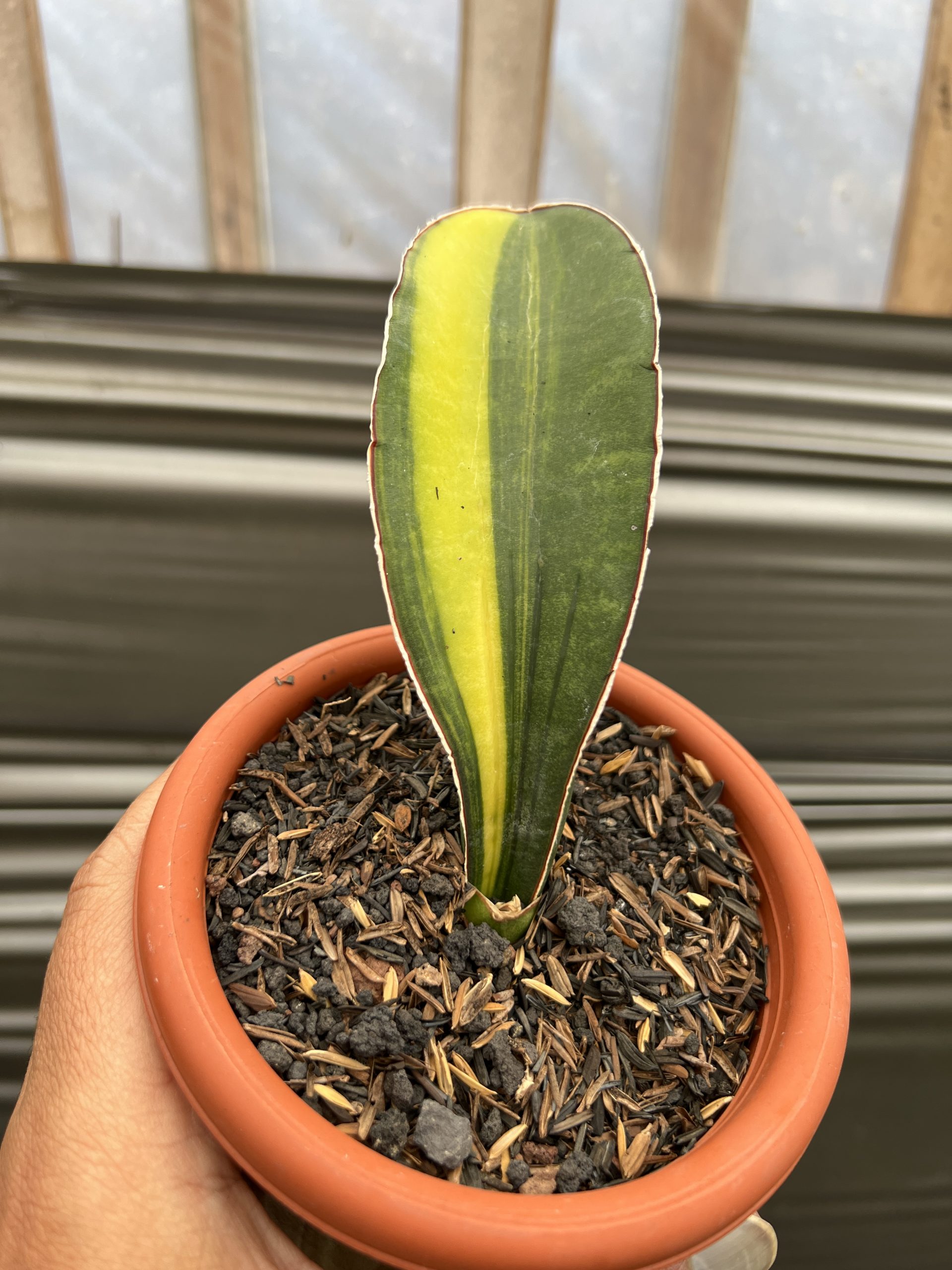 1219. Sansevieria Giant Bat Variegated - Image 9