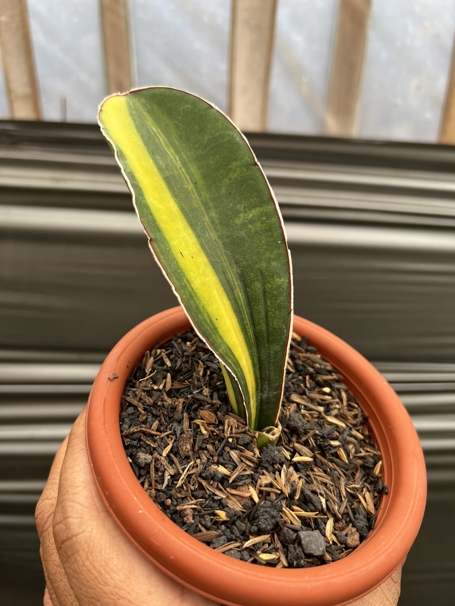 1219. Sansevieria Giant Bat Variegated - Image 10