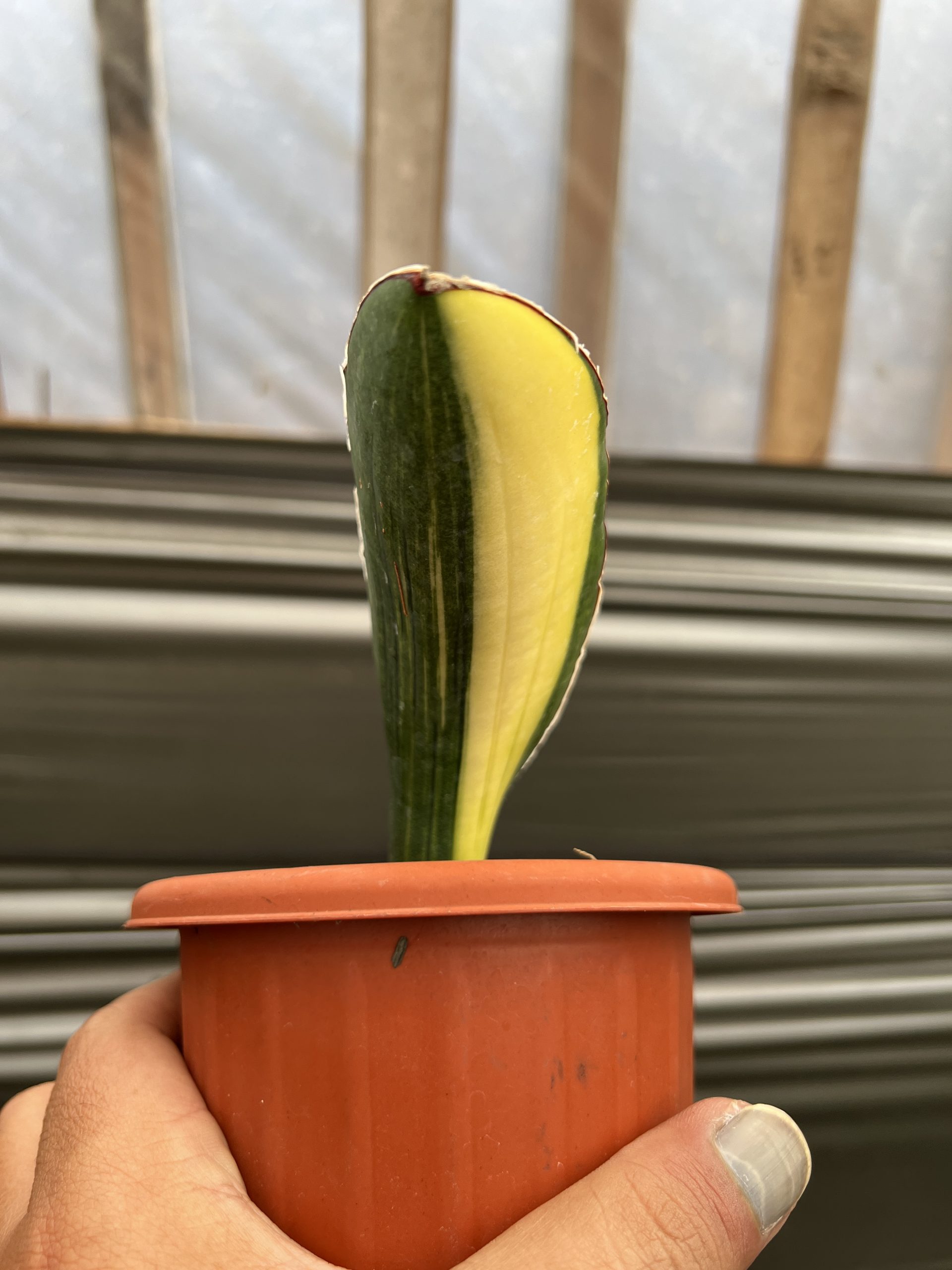 1219. Sansevieria Giant Bat Variegated - Image 5
