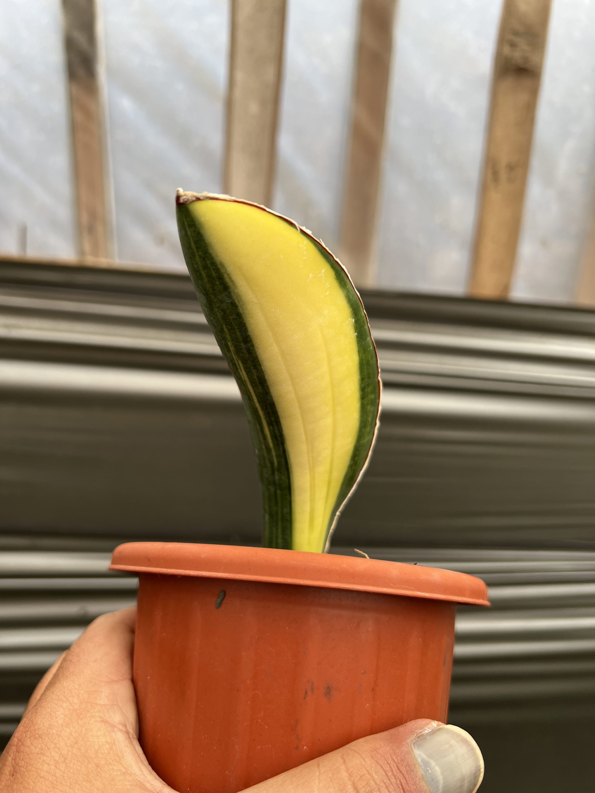 1219. Sansevieria Giant Bat Variegated - Image 2