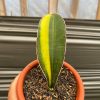 1219. Sansevieria Giant Bat Variegated