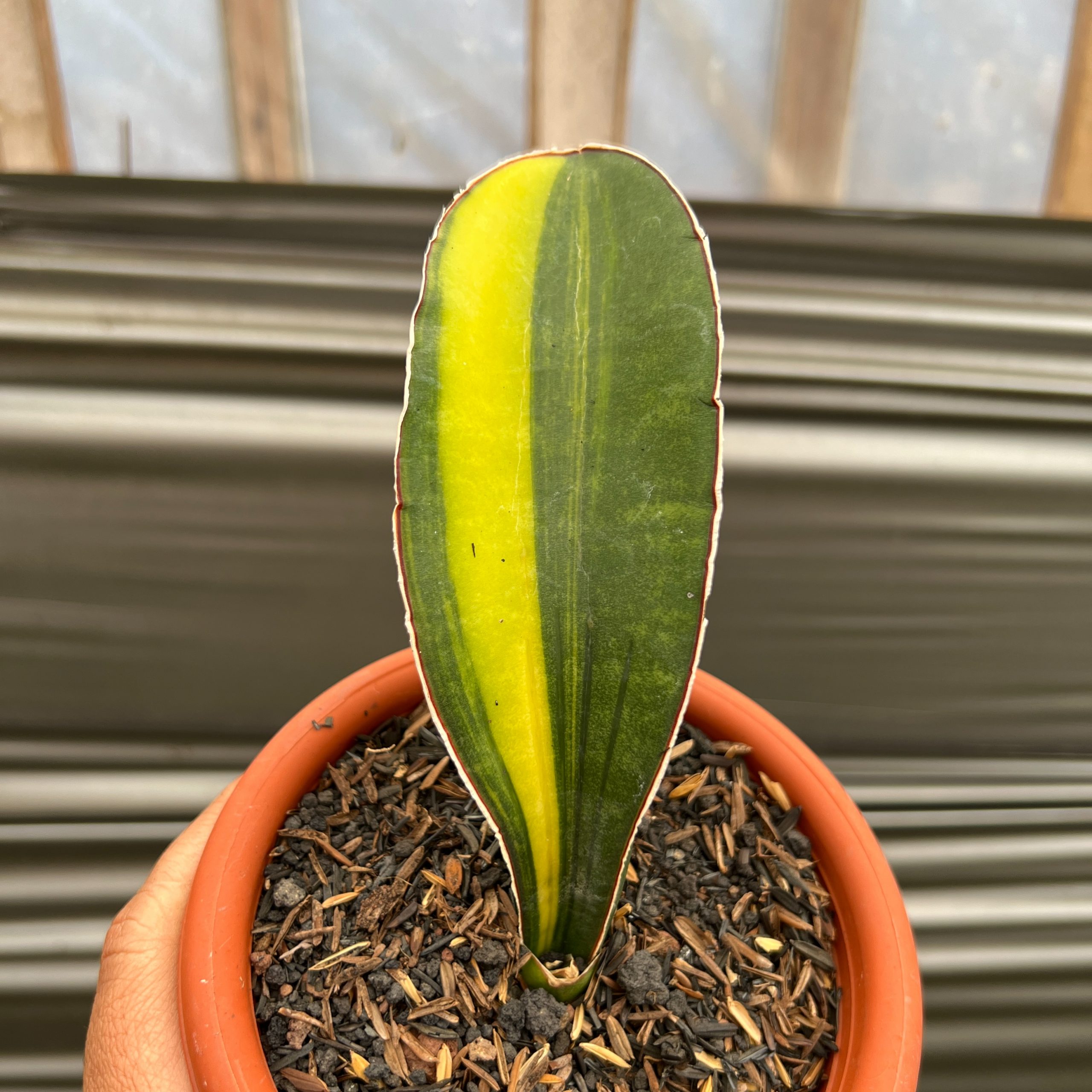 1219. Sansevieria Giant Bat Variegated