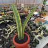 1738. Sansevieria Giant Bat Variegated Size 35 Cm