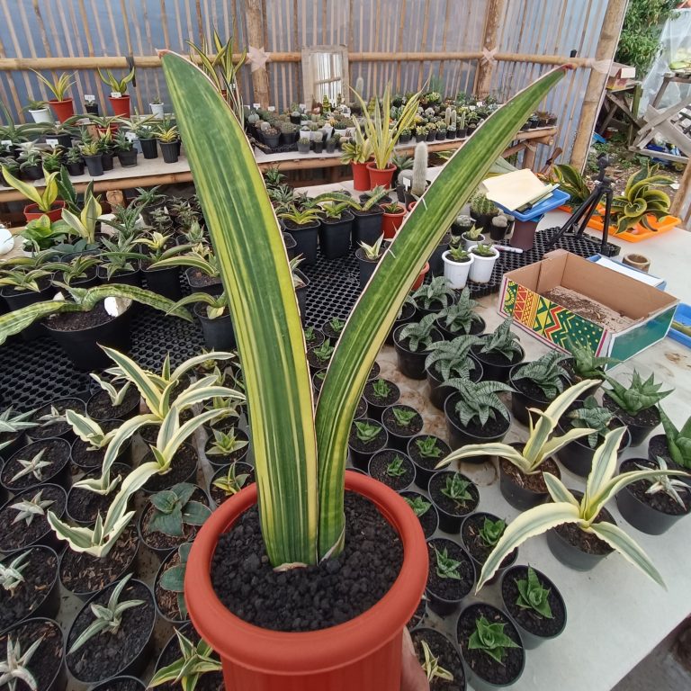 1738. Sansevieria Giant Bat Variegated Size 35 Cm