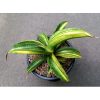 1770. Sansevieria Giant Bat Variegated