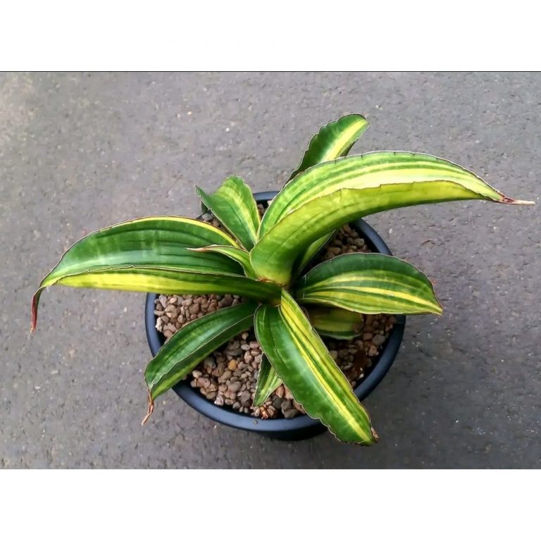 1770. Sansevieria Giant Bat Variegated