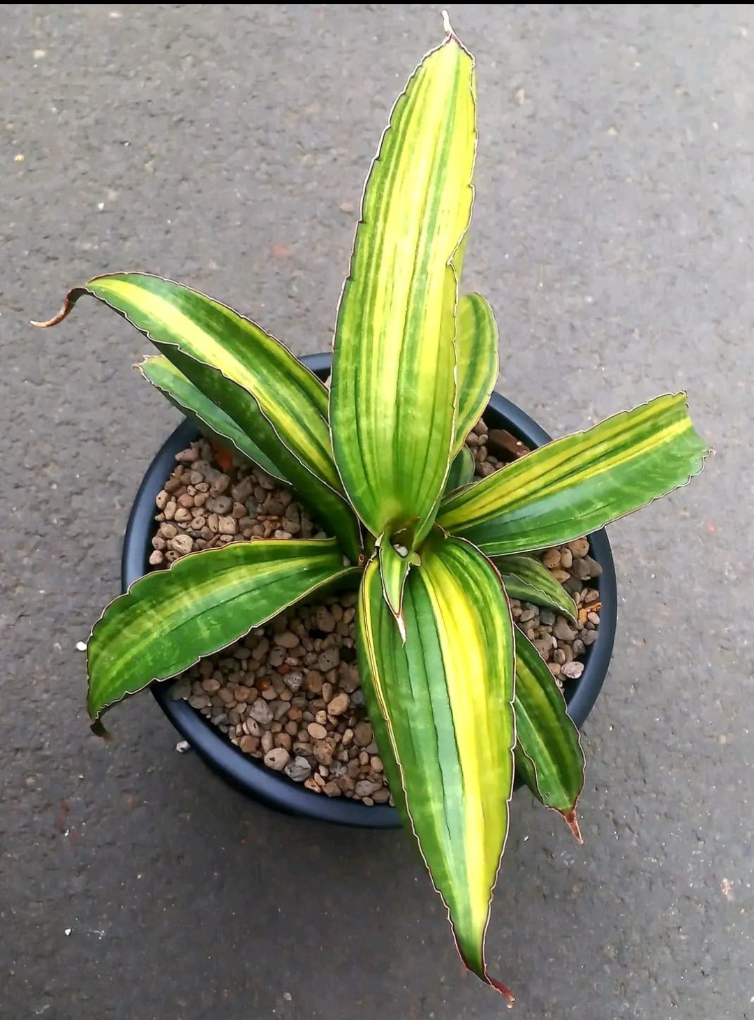 1770. Sansevieria Giant Bat Variegated - Image 2