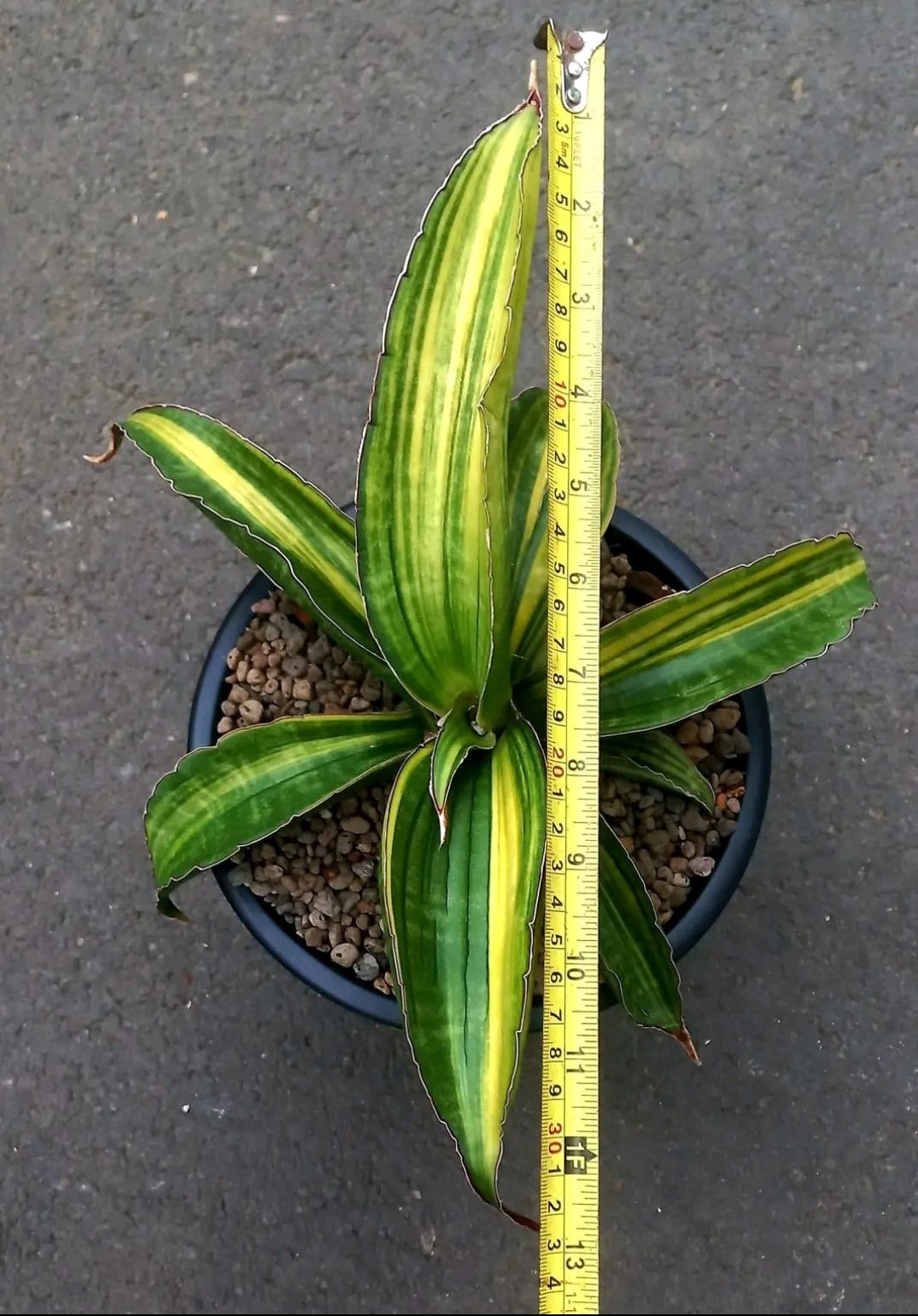 1770. Sansevieria Giant Bat Variegated - Image 3