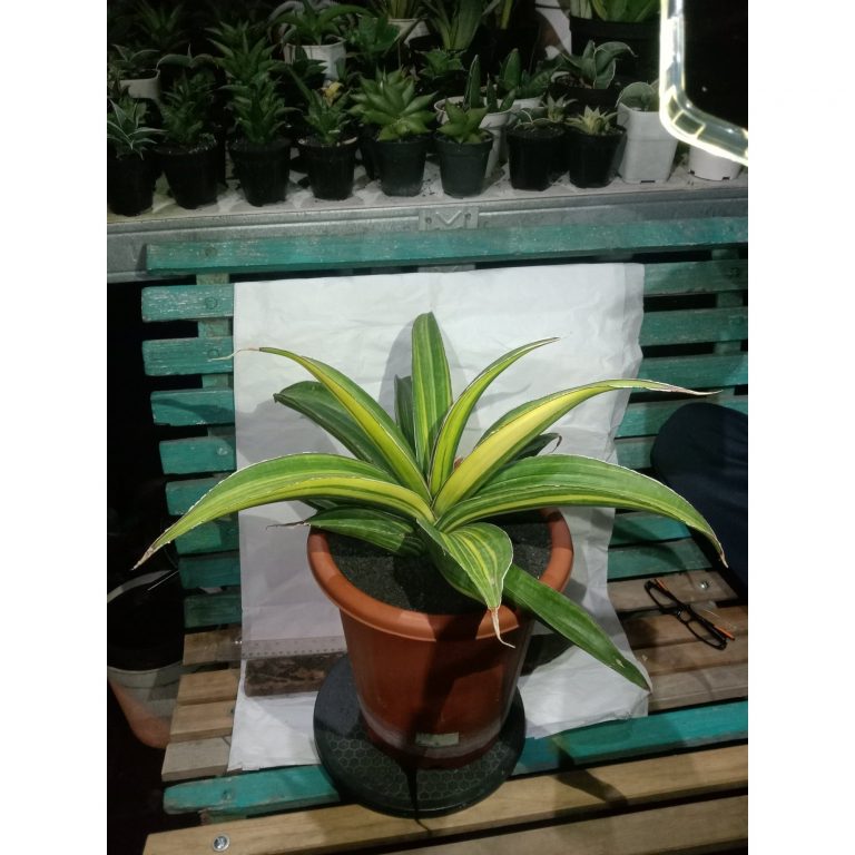 1860. Sansevieria Giantbat Variegated Jumbo Size