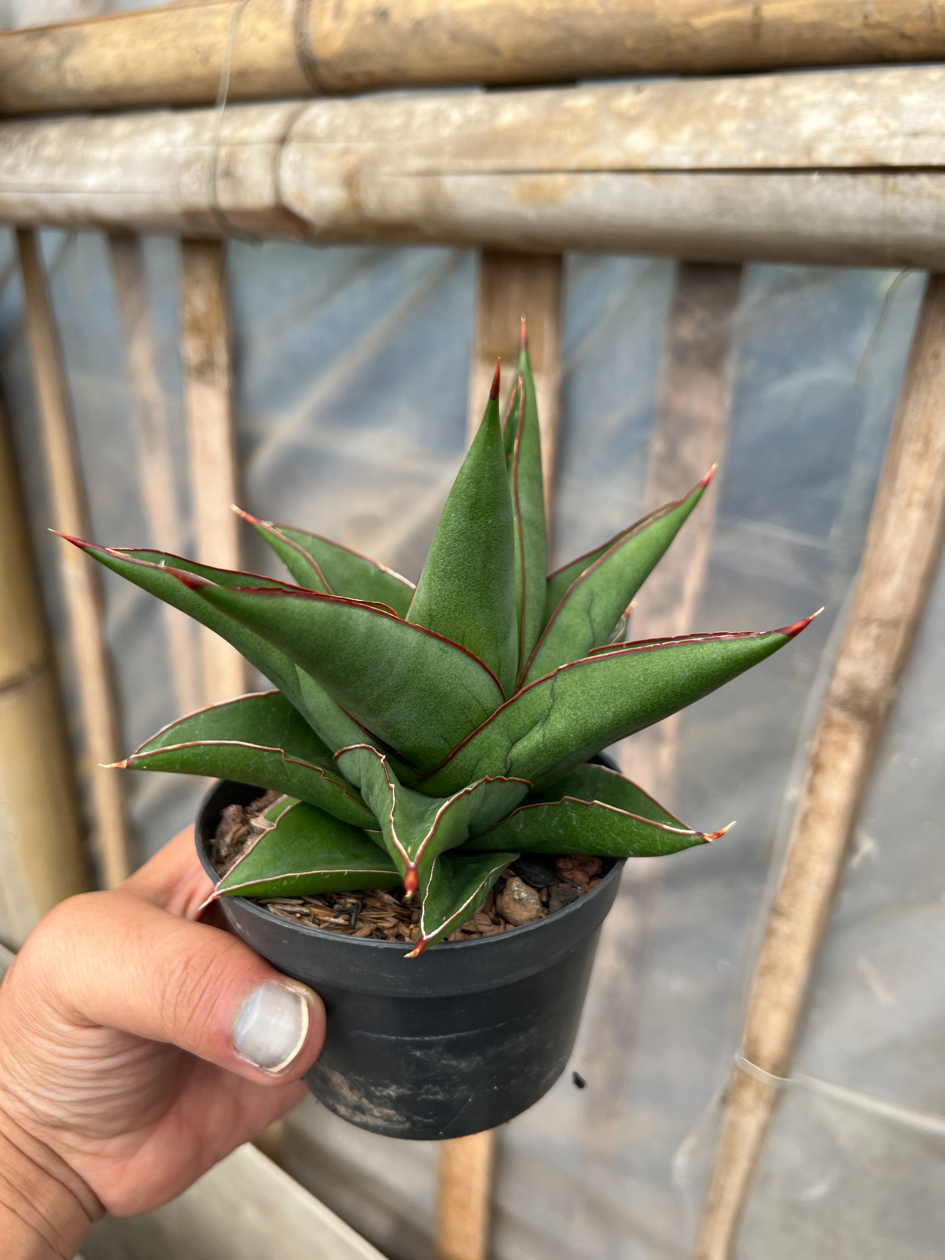 1631. Sansevieria Goflame - Image 2