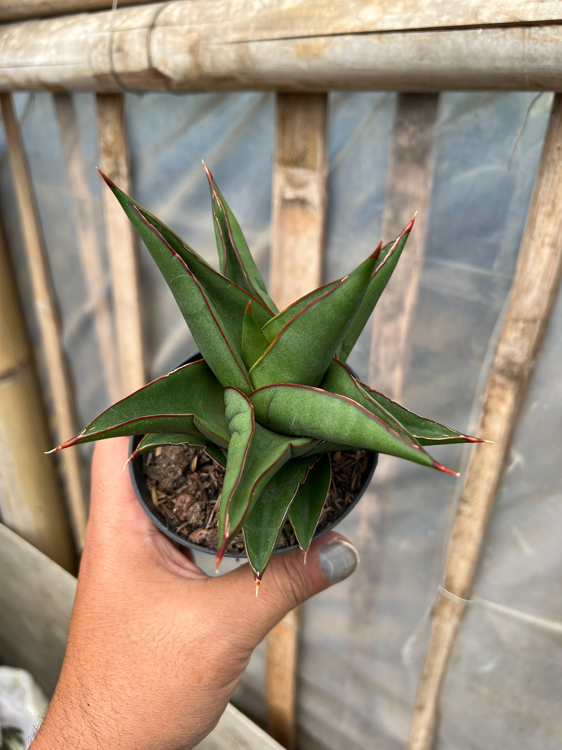 1631. Sansevieria Goflame - Image 3