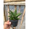 1631. Sansevieria Goflame