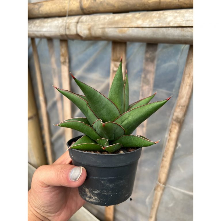 1631. Sansevieria Goflame