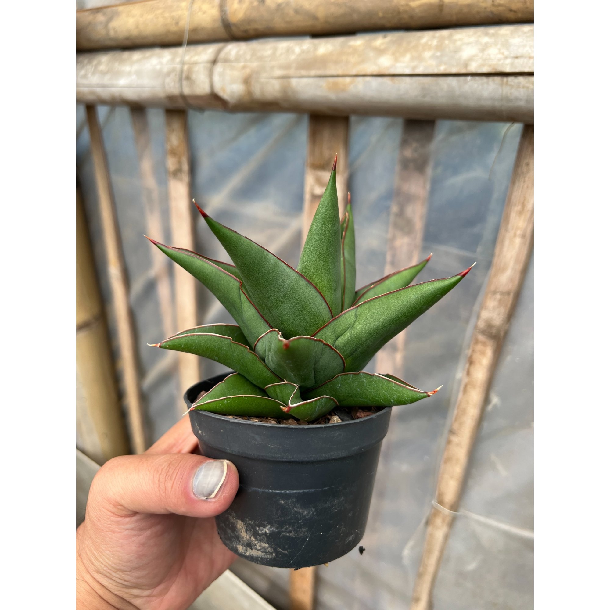 1631. Sansevieria Goflame