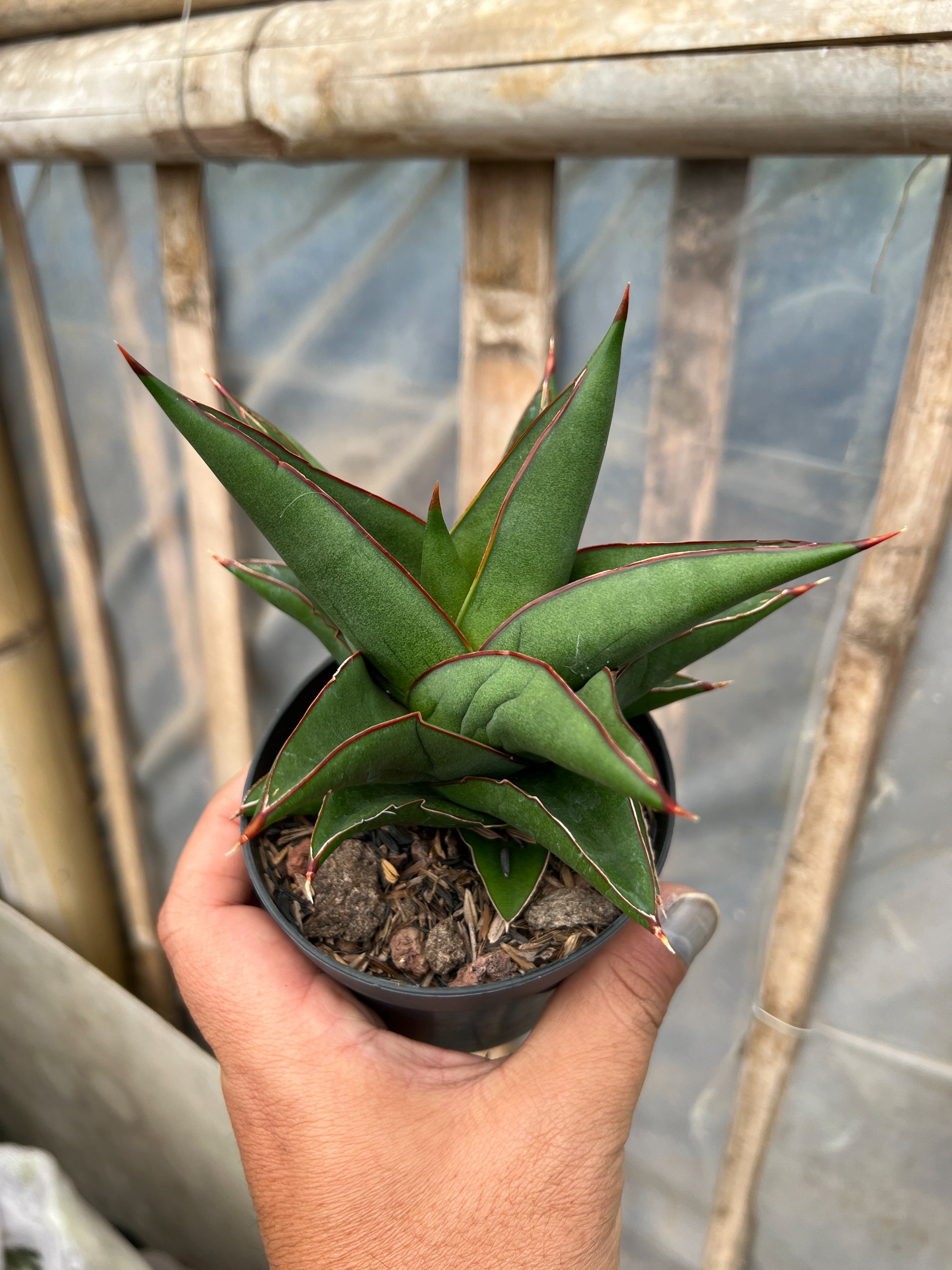1631. Sansevieria Goflame - Image 4