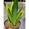 1805. Sansevieria Gold Flame Black