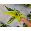 1809. Sansevieria Gold Flame Bold Yellow