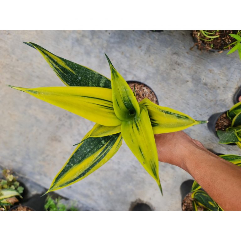 1809. Sansevieria Gold Flame Bold Yellow