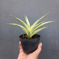 Alternative view of 2094. Sansevieria Gracilima size 20 cm