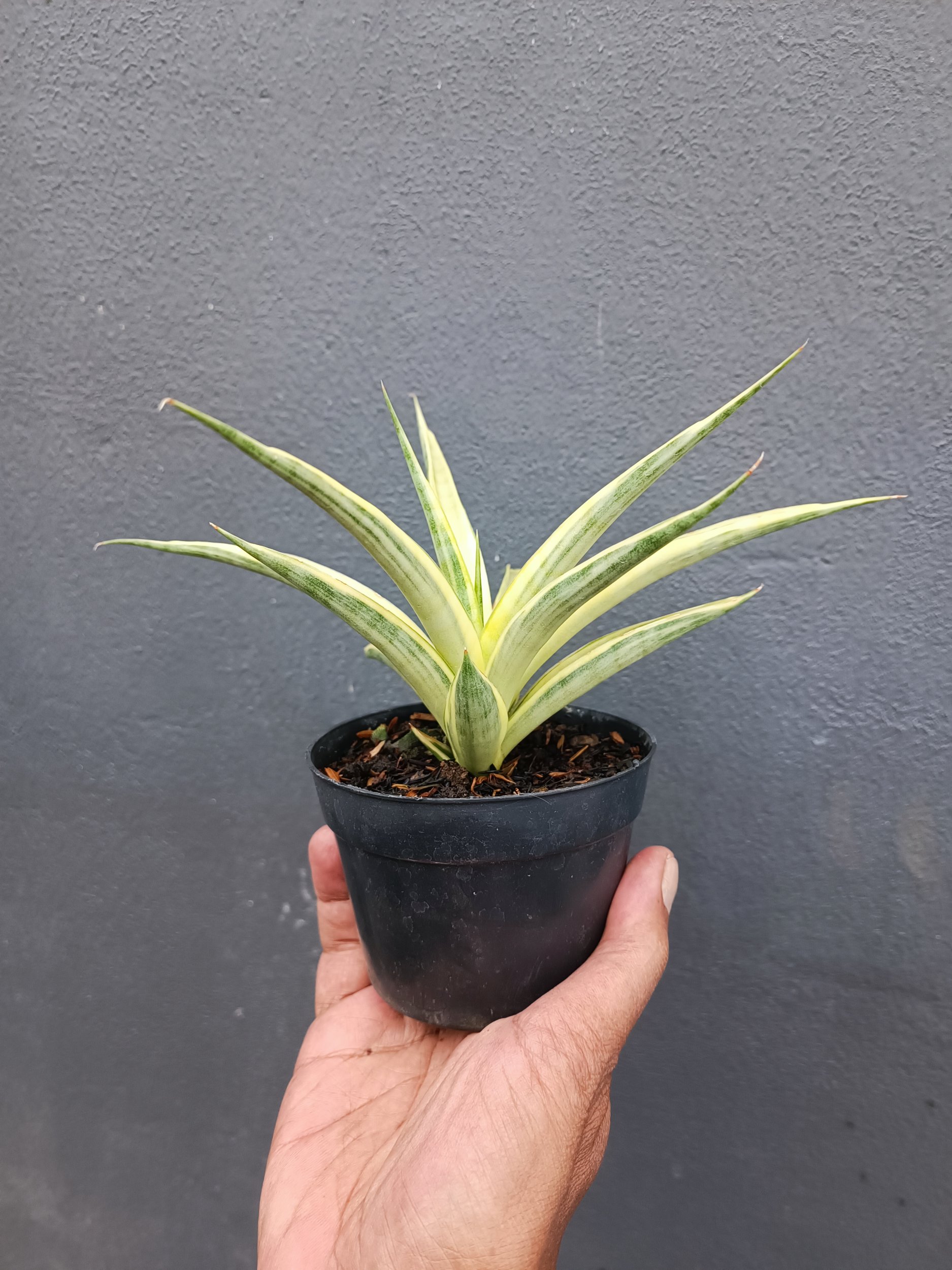 2094. Sansevieria Gracilima size 20 cm - Image 2