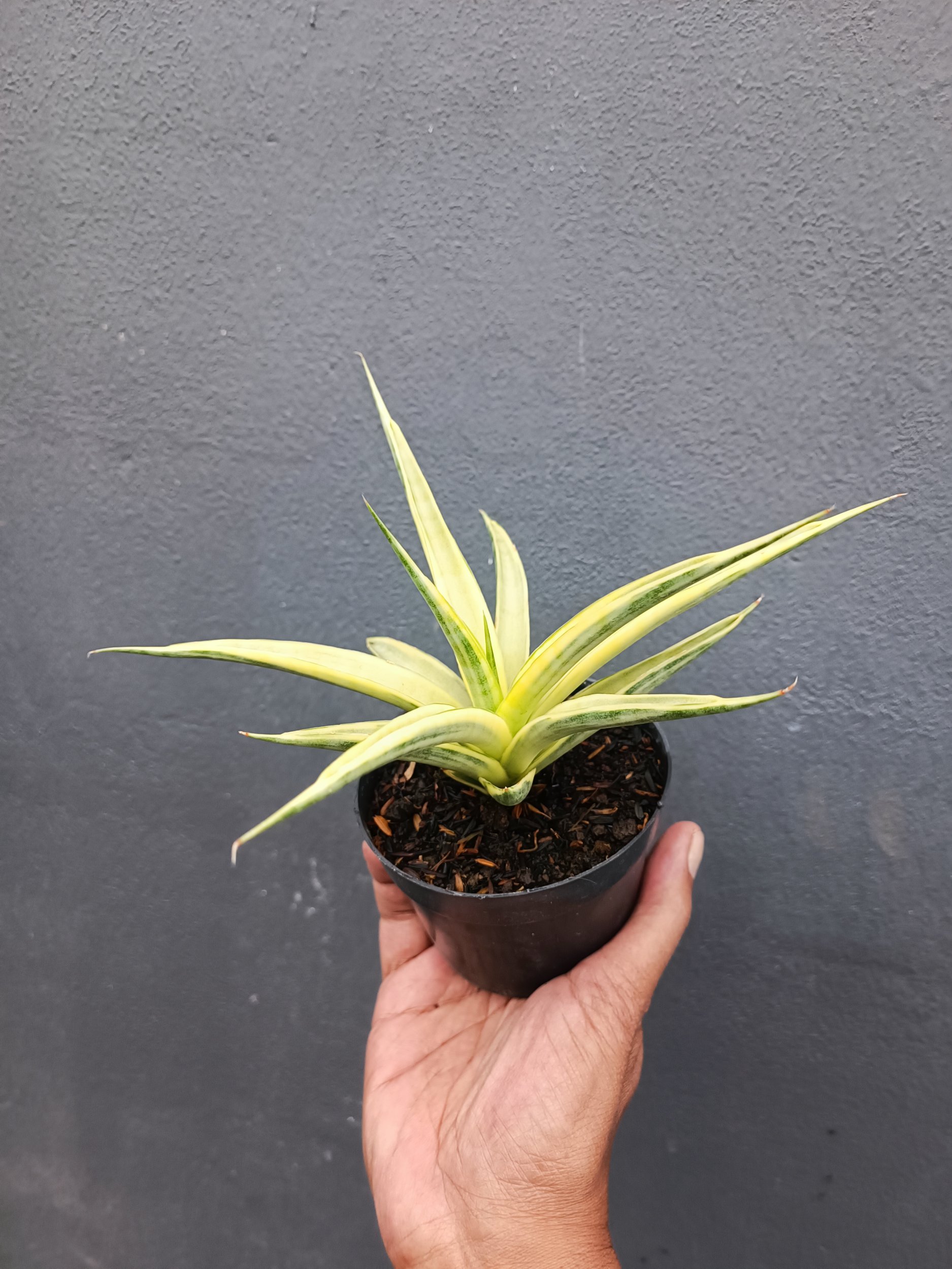 2094. Sansevieria Gracilima size 20 cm - Image 3