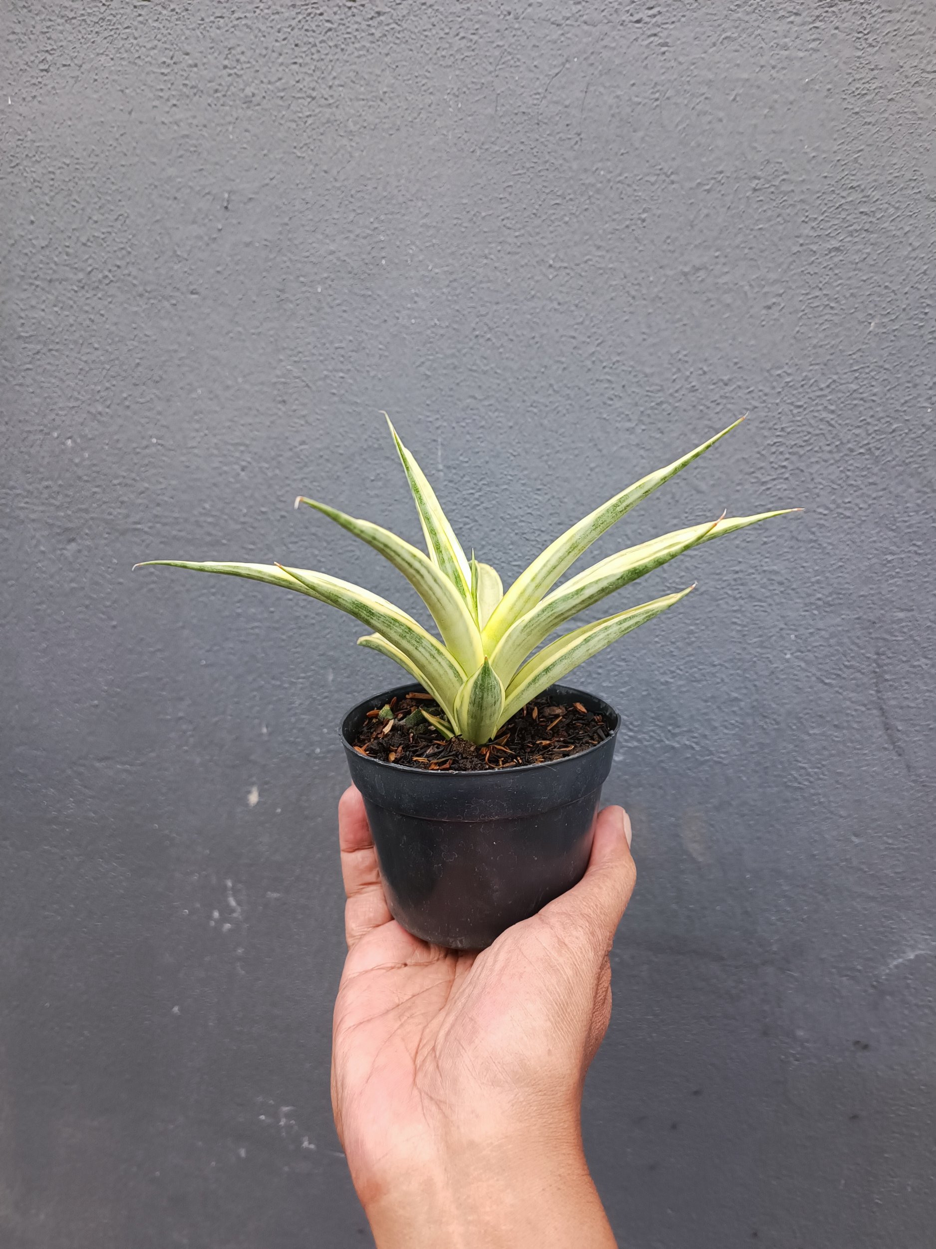 2094. Sansevieria Gracilima size 20 cm - Image 4
