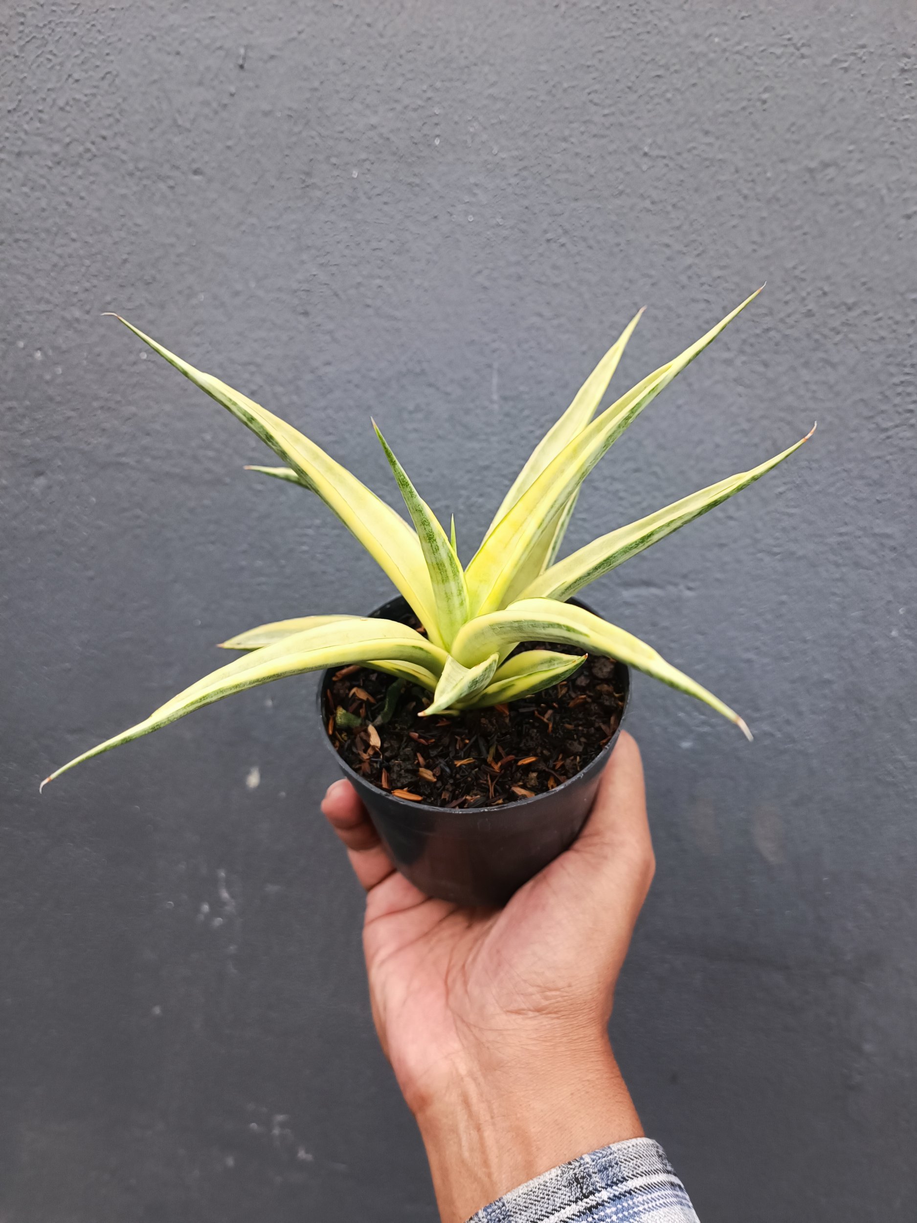 2094. Sansevieria Gracilima size 20 cm - Image 5