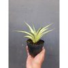 2094. Sansevieria Gracilima size 20 cm