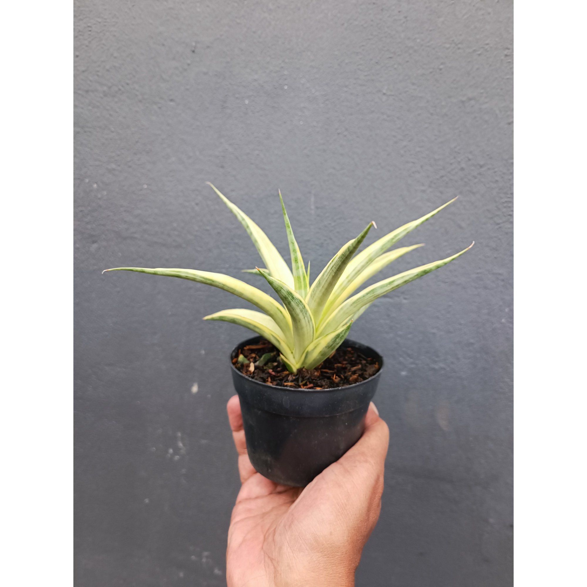 2094. Sansevieria Gracilima size 20 cm