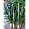 2134. Sansevieria Green Arrow 10 Pcs