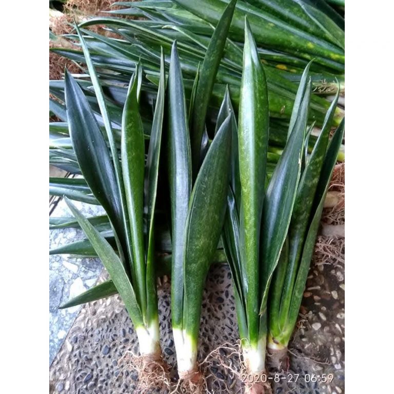 2134. Sansevieria Green Arrow 10 Pcs