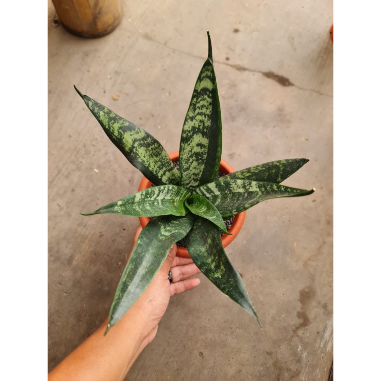 1814. Sansevieria Green Arrow Lacy Mutation